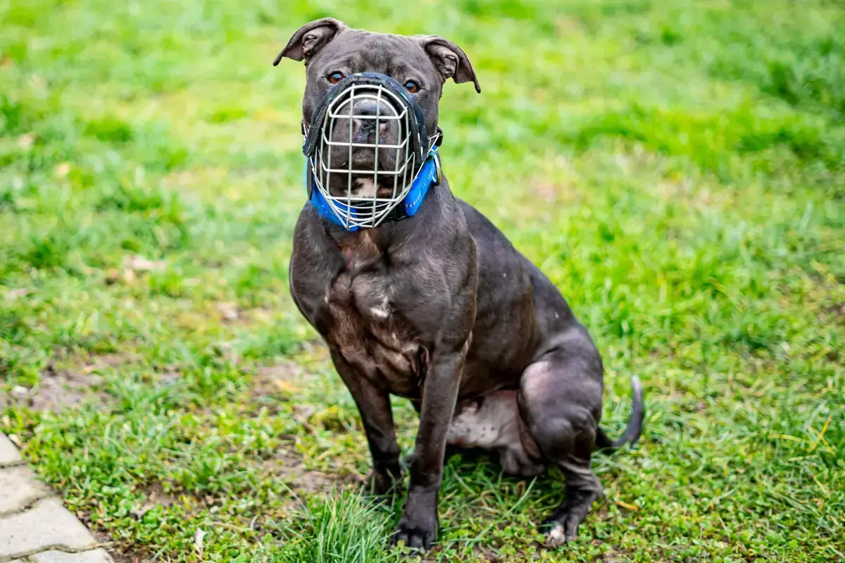 Wambo - American Staffordshire Terrier - Bild 3