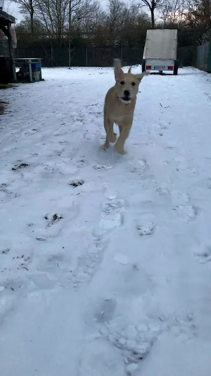Balu -  - Bild 11