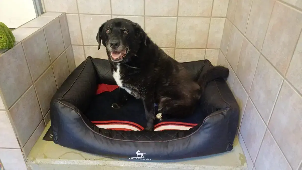 Balou -  - Bild 3