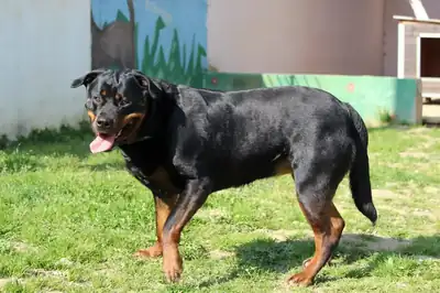 Sindy – Rottweiler – Bild 9