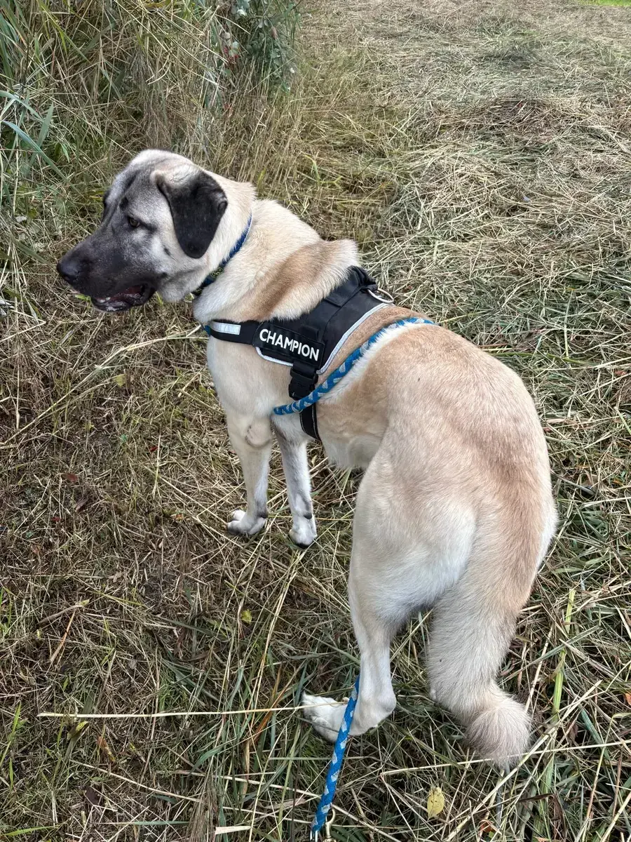 Matilda - Kangal-Hirtenhund - Bild 10