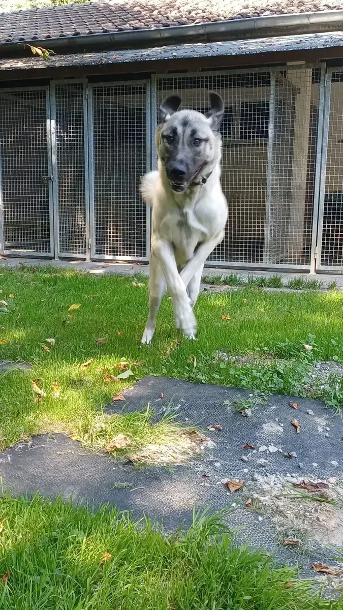 Matilda - Kangal-Hirtenhund - Bild 6