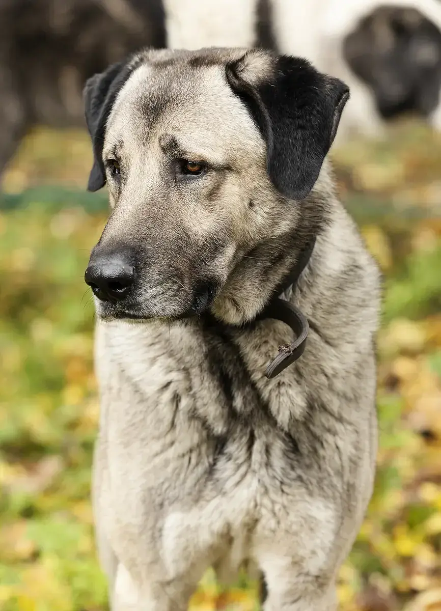 Pascha - Kangal-Hirtenhund - Bild 4