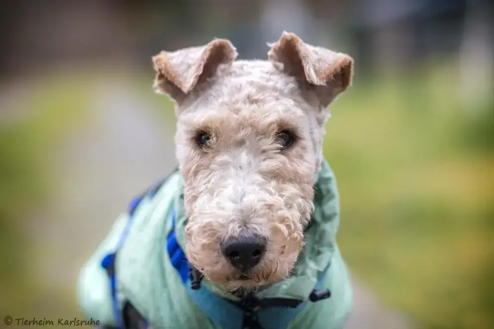 Foxy - Foxterrier Drahthaar - Bild 1