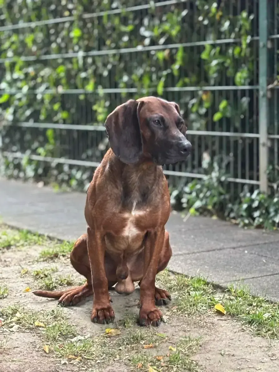 Bayerischer Gebirgsschweißhund Beli