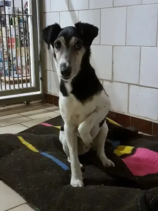 Mix Idefix