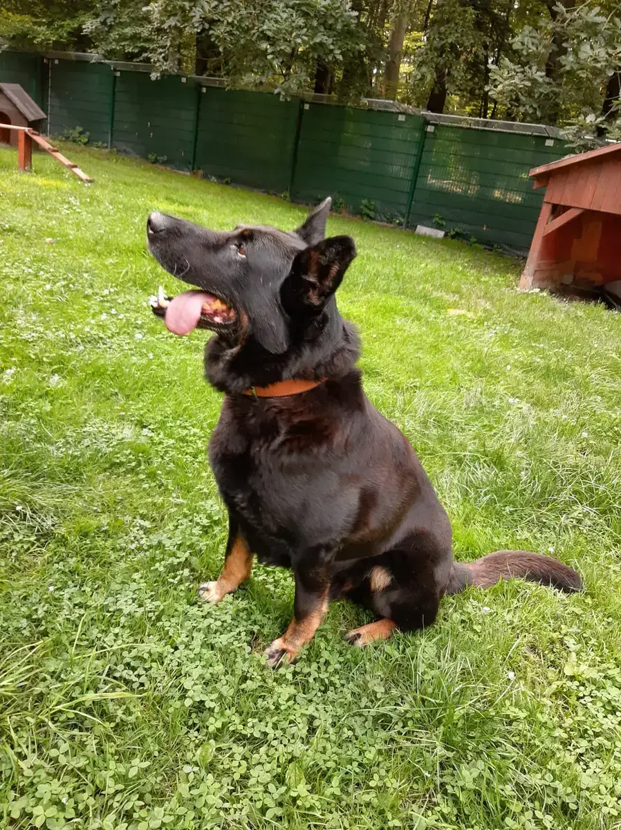 Bonzo - Deutscher Schäferhund - Bild 2