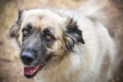 Mira – Kangal-Hirtenhund – Bild 9