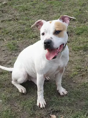 Karlson – American Staffordshire Terrier – Bild 2