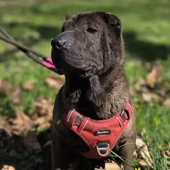 Momo - Shar-Pei - Bild 4