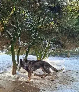 Harry - Deutscher Schäferhund - Bild 1