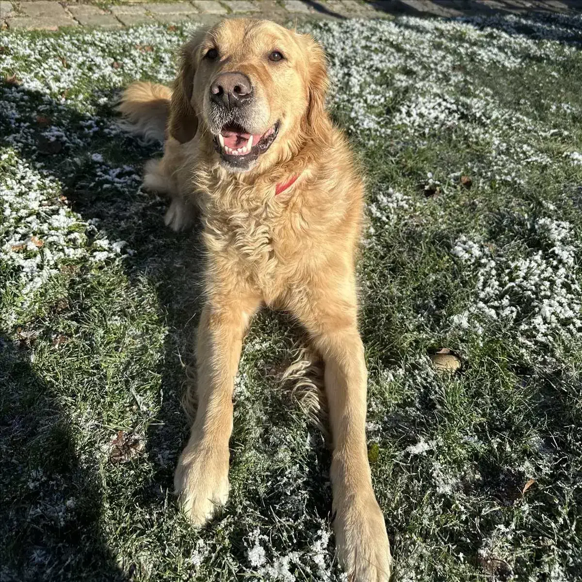 ROCKY – Golden Retriever – Bild 3