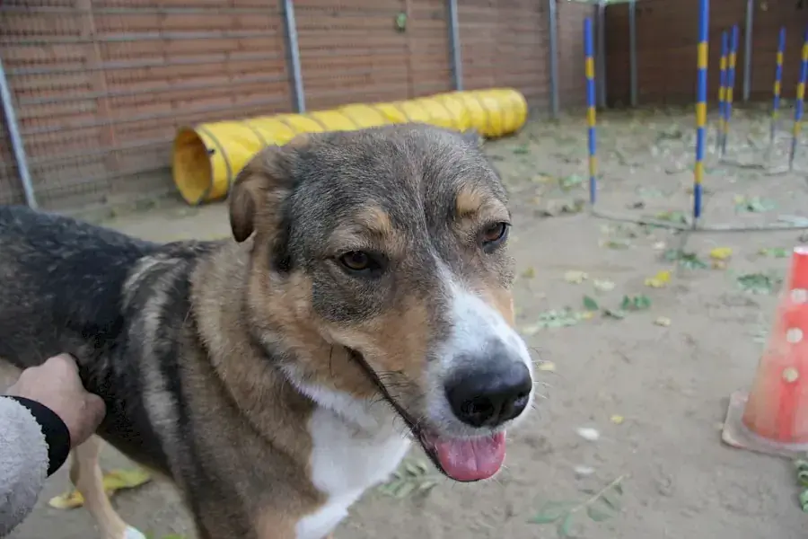 Amy - Deutscher Schäferhund - Bild 13