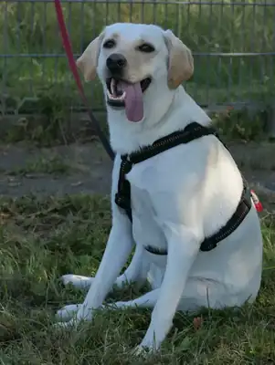Sansa – Labrador Retriever – Bild 3