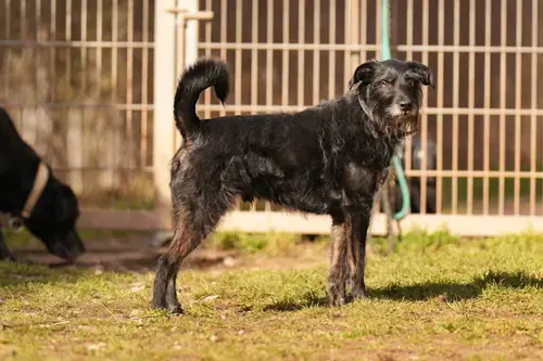 Franz - Riesenschnauzer - Bild 1