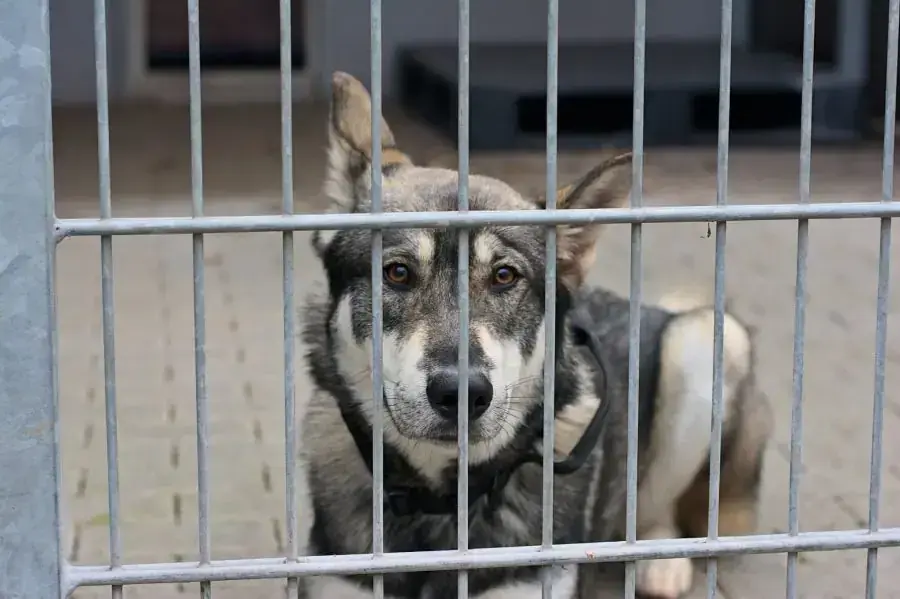 Floki - Russisch-Europäischer Laika - Bild 2