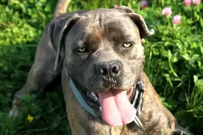 Drago – Cane Corso Italiano – Bild 8