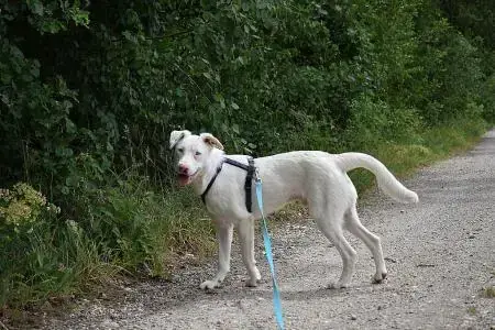 Sanji - Border Collie - Bild 4
