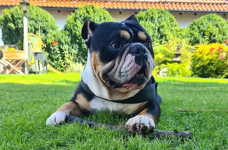 Goliath vom Kaiserblut -  - Bild 1