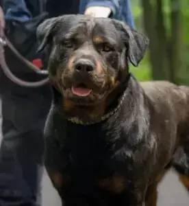 Ophelia - Rottweiler - Bild 1