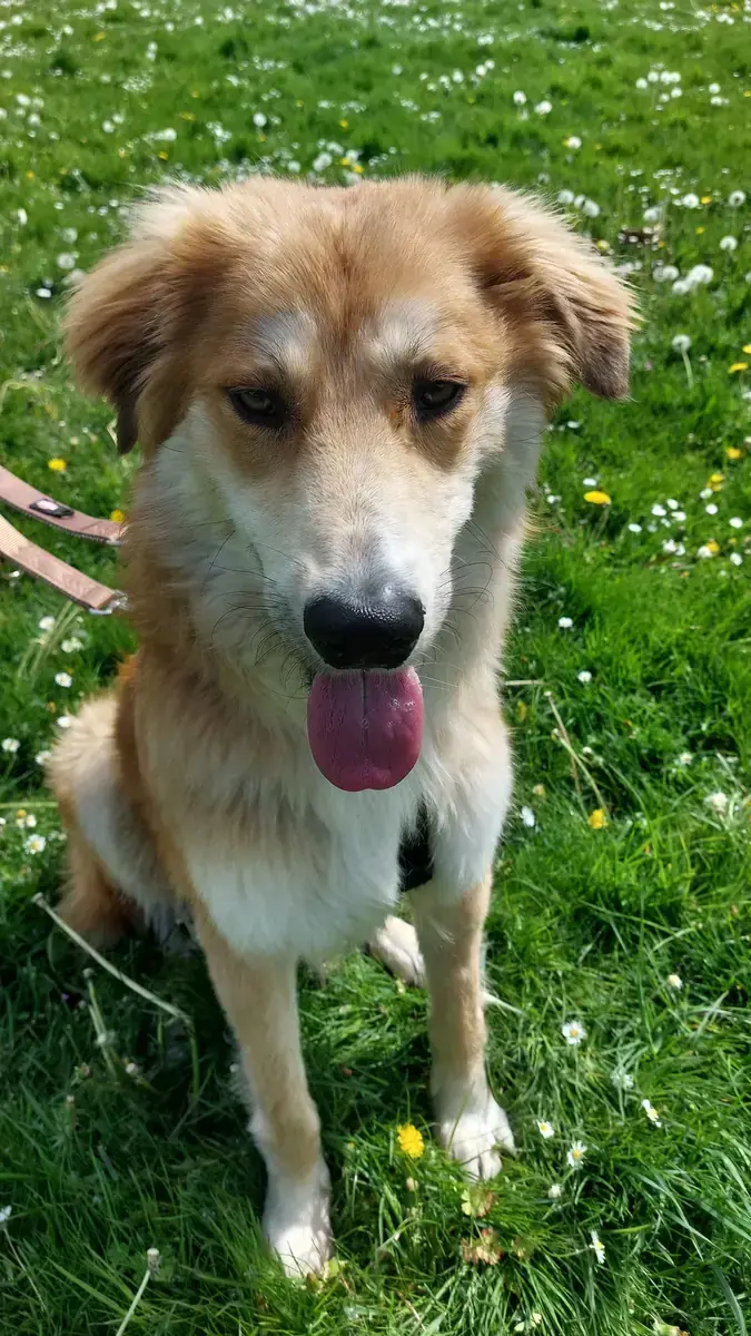 Milo -  - Bild 3