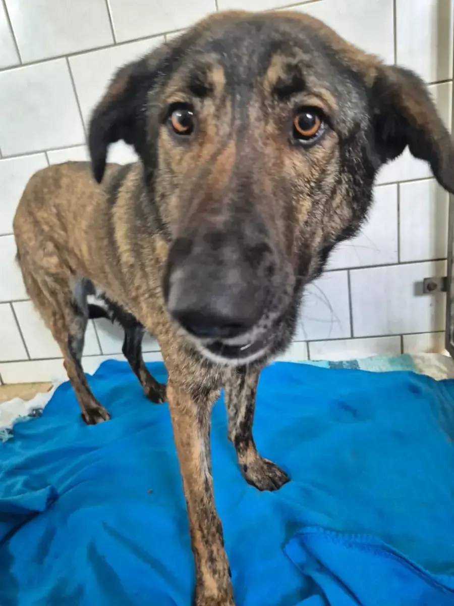 Tara -  - Bild 3