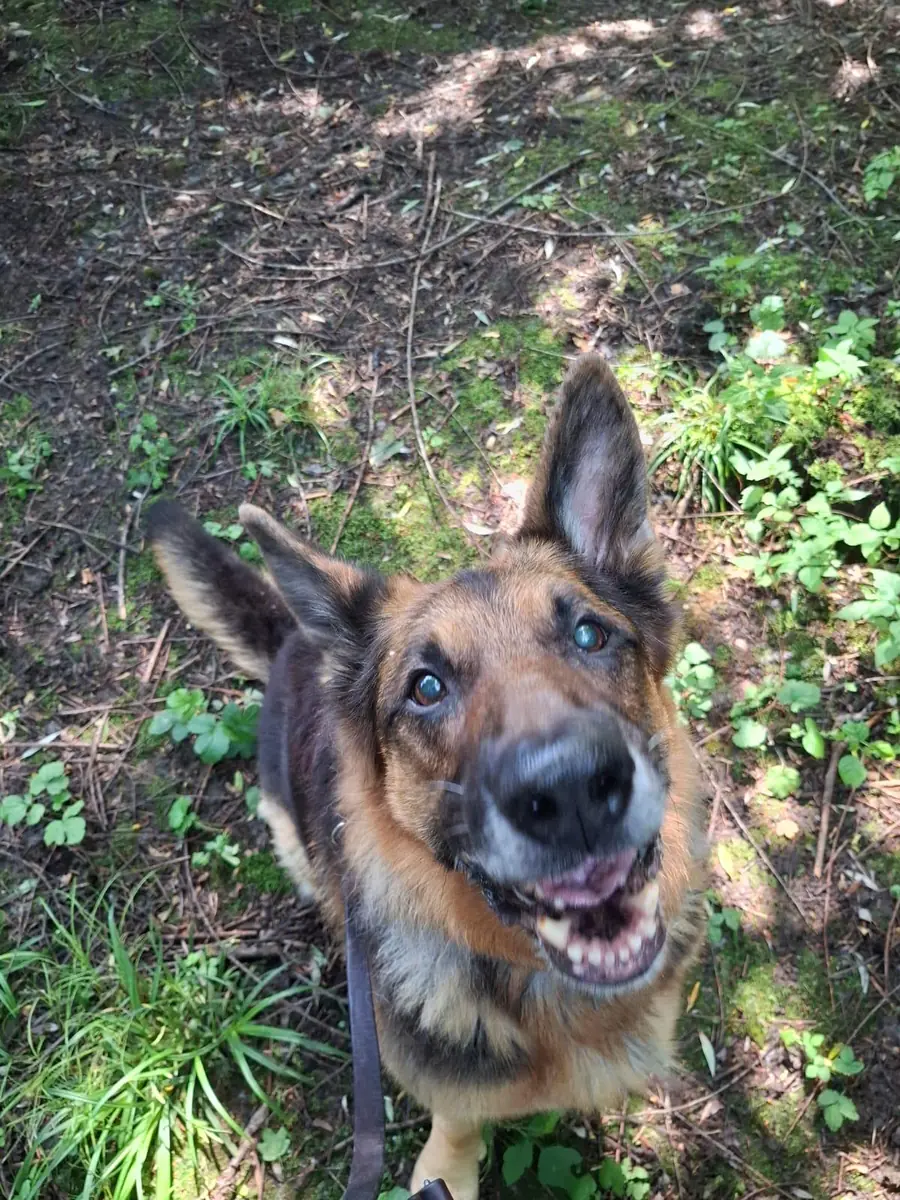 Aaron - Deutscher Schäferhund - Bild 7