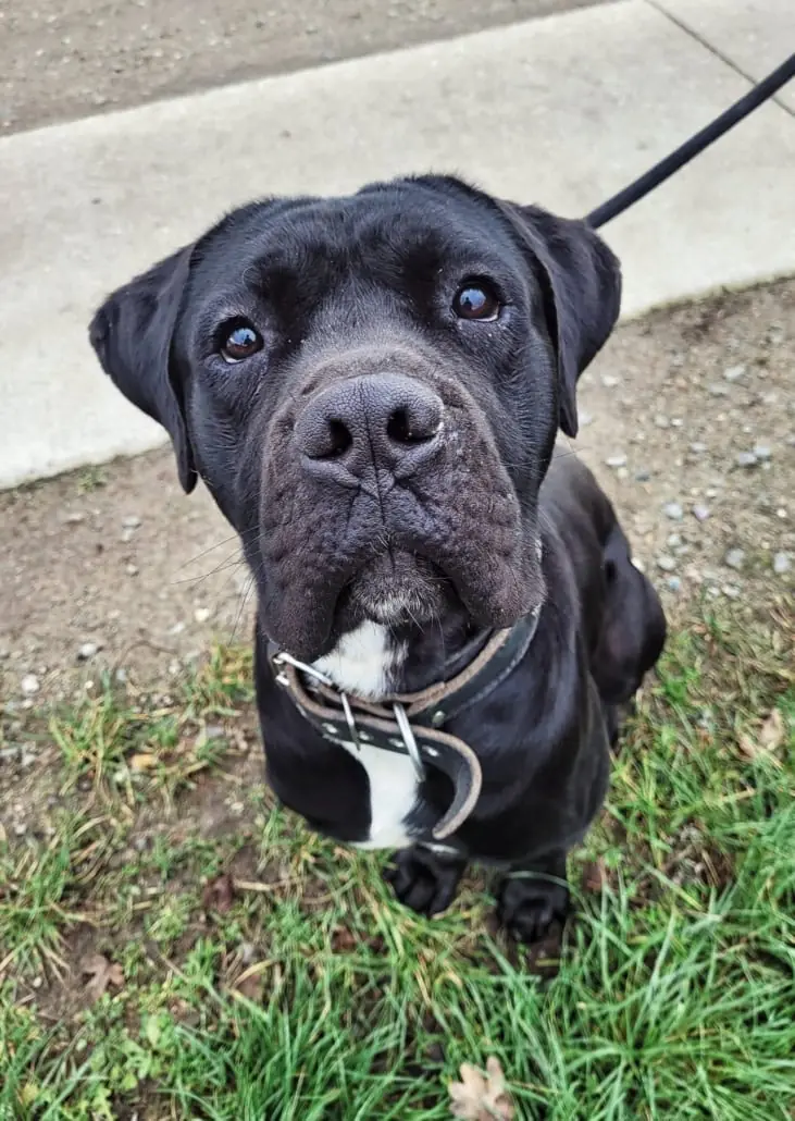 Vito - Cane Corso Italiano - Bild 2