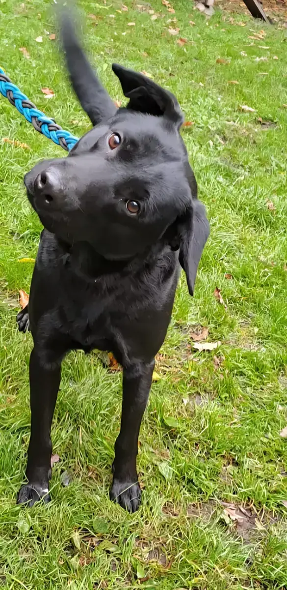 Billy - Labrador Retriever - Bild 5