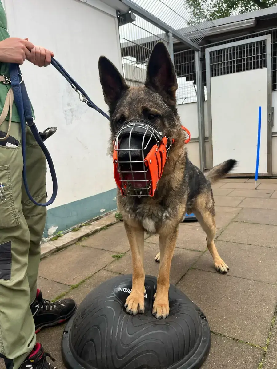 Levy - Deutscher Schäferhund - Bild 3