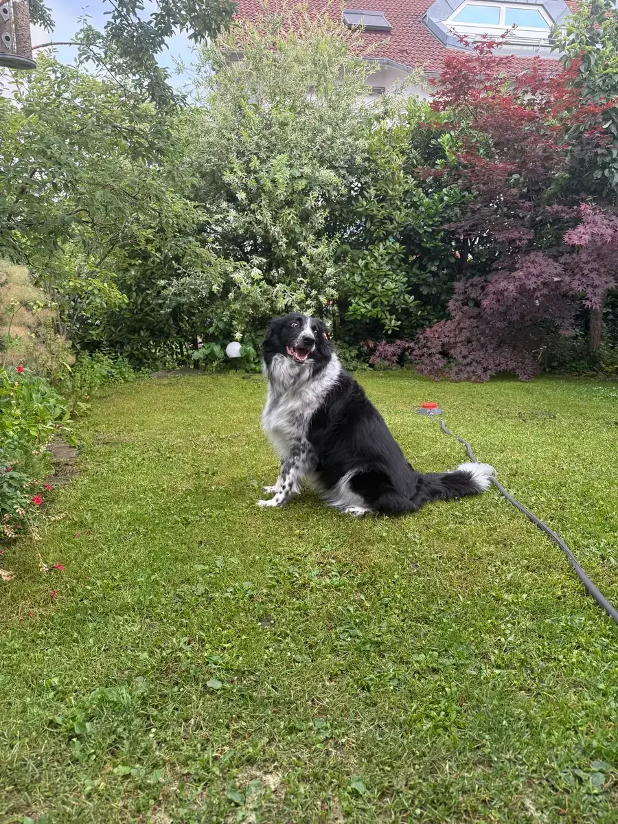 Rey - Border Collie - Bild 7