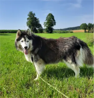 Smilla - Alaskan Malamute - Bild 2