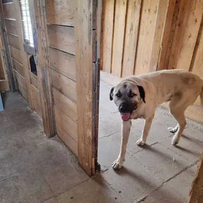 Pascha - Kangal-Hirtenhund - Bild 3