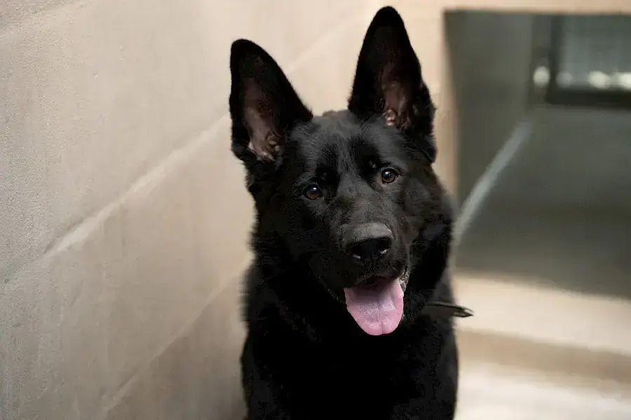 Oskar - Deutscher Schäferhund - Bild 2