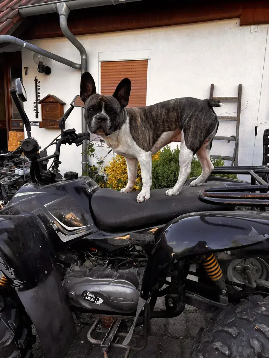 Hope - Französische Bulldogge, Chihuahua - Bild 5