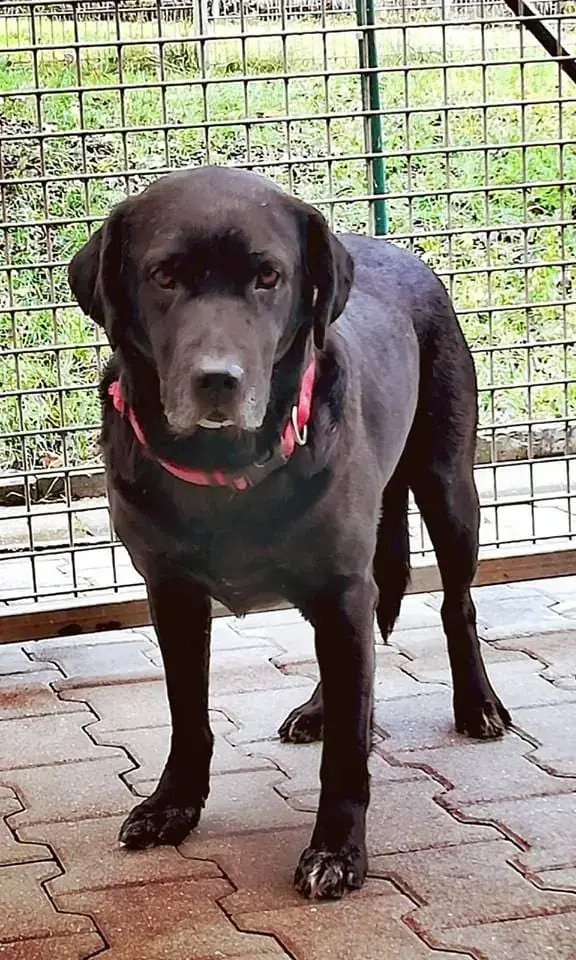 Terry - Labrador Retriever - Bild 2