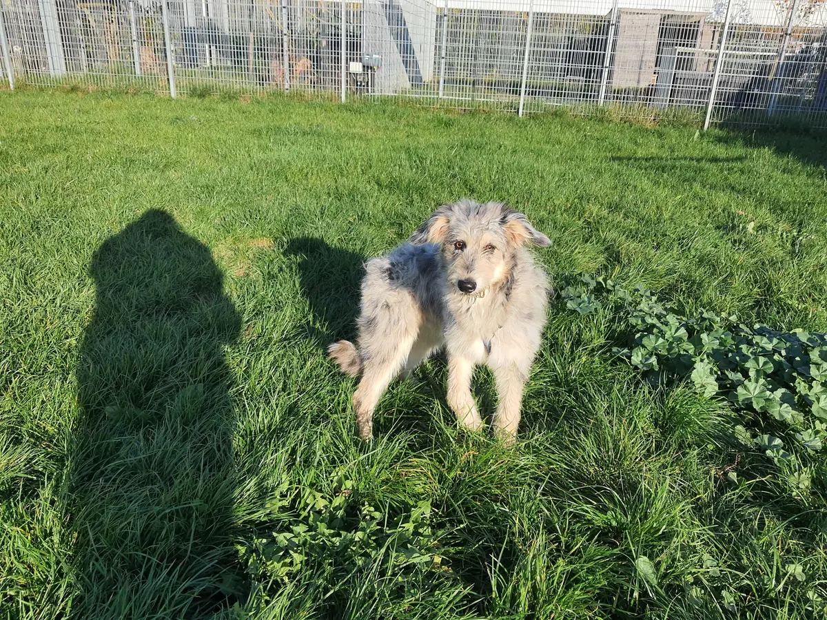 Max - Australian Shepherd - Bild 4