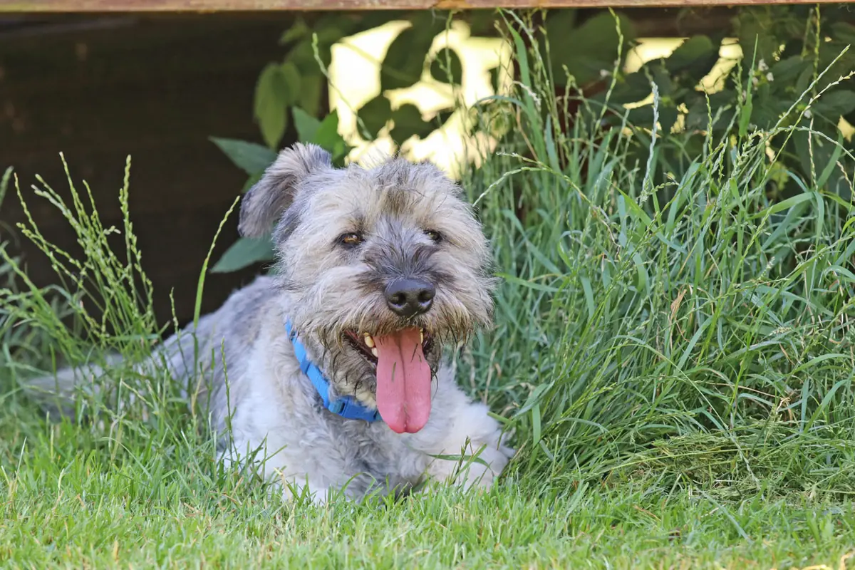 Bobby -  - Bild 11