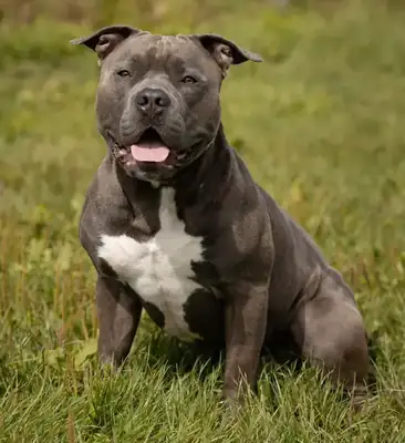 Hippo – American Staffordshire Terrier – Bild 3