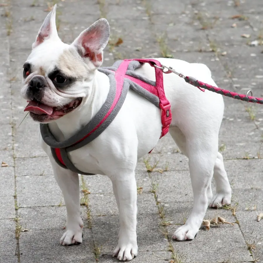Elsa - Französische Bulldogge - Bild 8