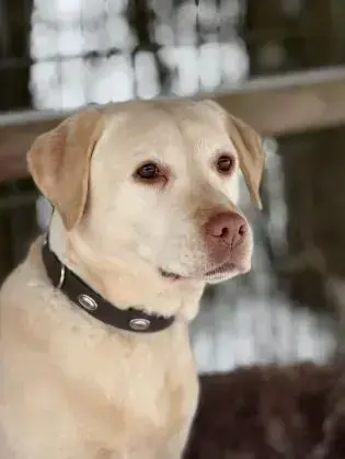Labrador Retriever Merry