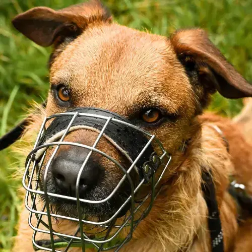 Hund Balu
