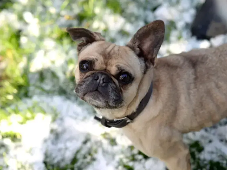 Französische Bulldogge-Mix Sandy