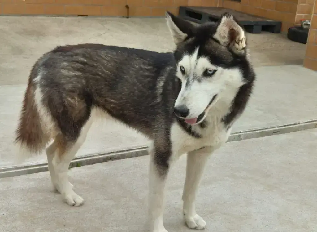 Siberian Husky Mago