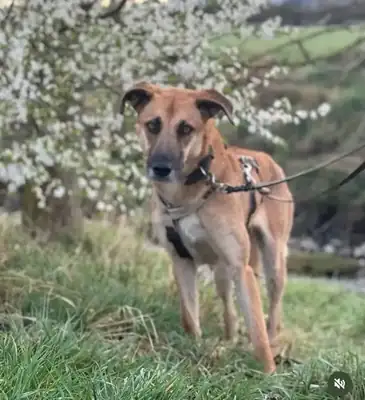 Mina – Deutscher Schäferhund – Bild 3