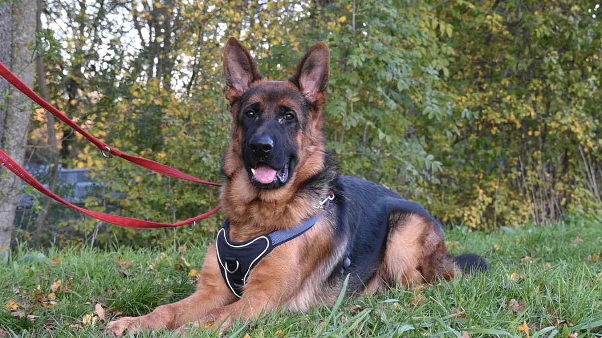 Evoli - Deutscher Schäferhund - Bild 14