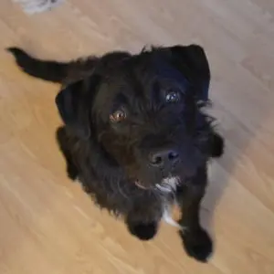 Pepper -  - Bild 1