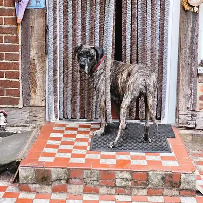 Olivia – Dogo Canario – Bild 5