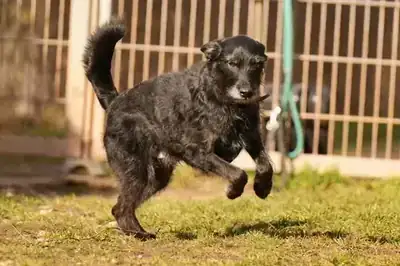 Franz – Riesenschnauzer – Bild 4