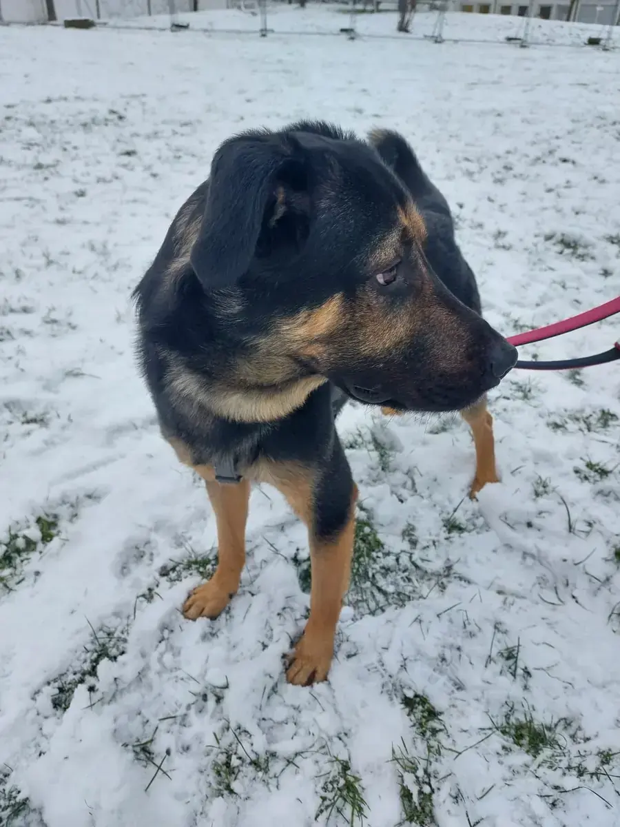 Baghira - Deutscher Schäferhund - Bild 3